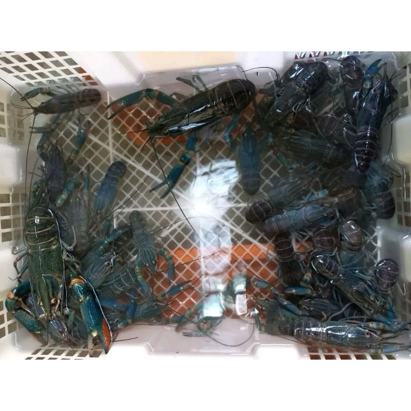 

1 Set Lobster Air Tawar