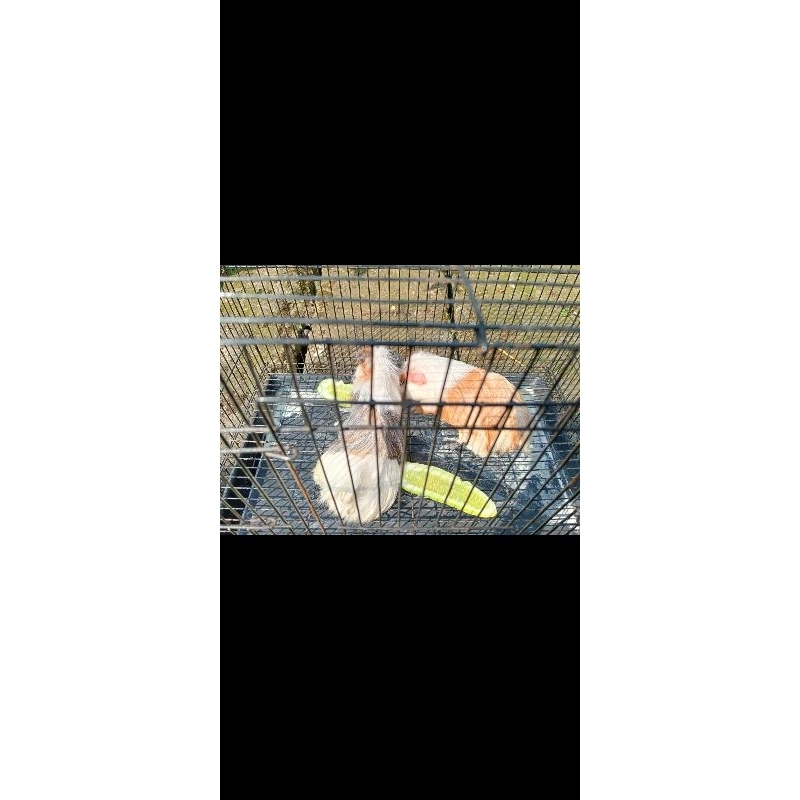 sepasang marmut sehat dan gemuk beserta kandang