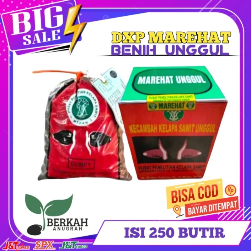 BENIH SAWIT DXP PPKS MAREHAT DUMPY UNGGULAN