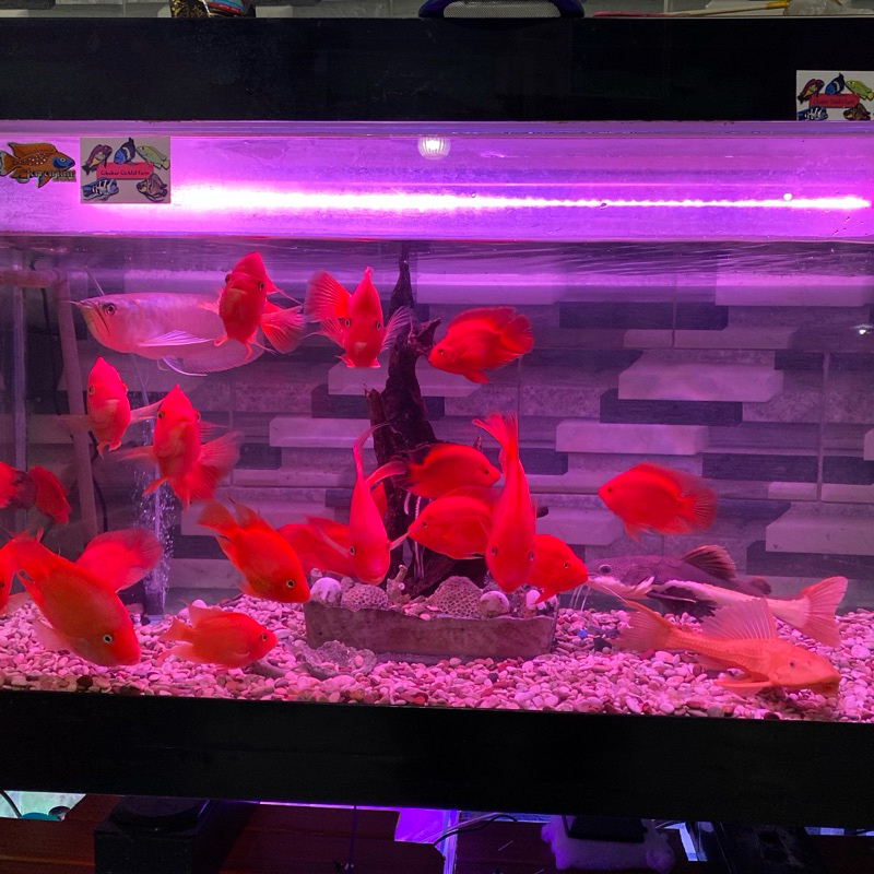 ikan red perrot