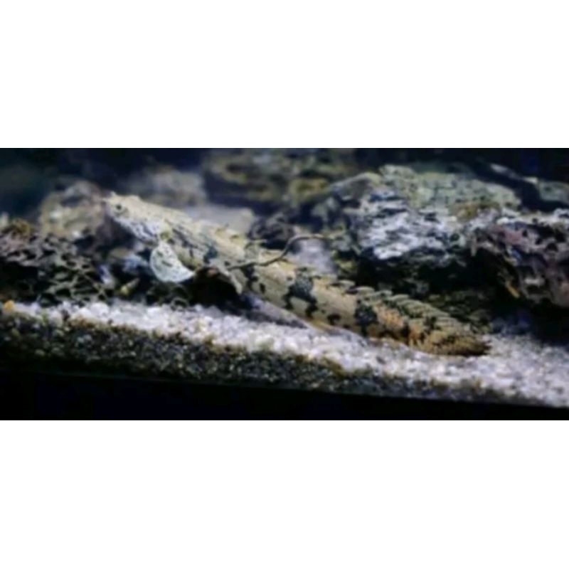 

Kardus aquarium PALMAS ENDLICERLI SIZE 10 CM