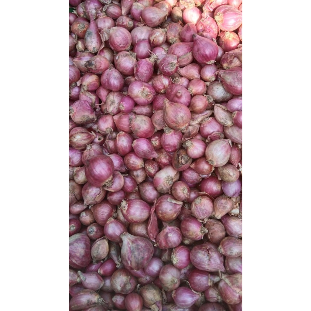 

bawangmerahputihbombaybatak