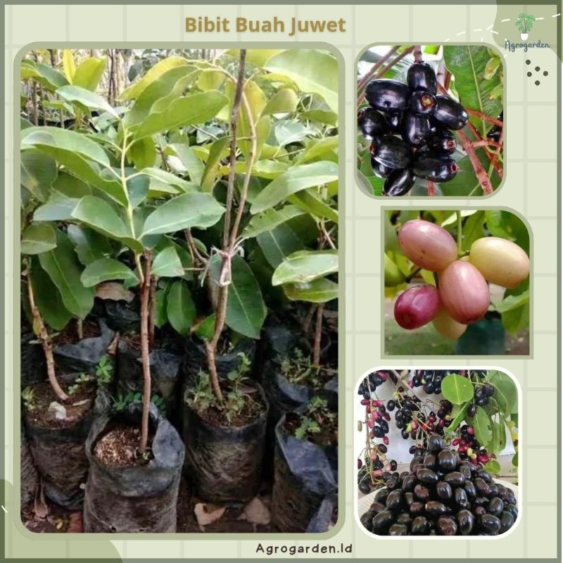 Bibit buah JAMBLANG/JUWET hitam bisa tanam dalam pot TABULAMPOT - BIBIT JUWET SIAP BUAH - TANAMAN JU