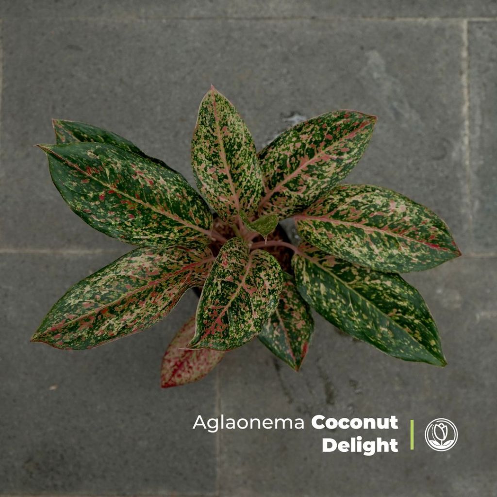 Aglonema Coconut Delight