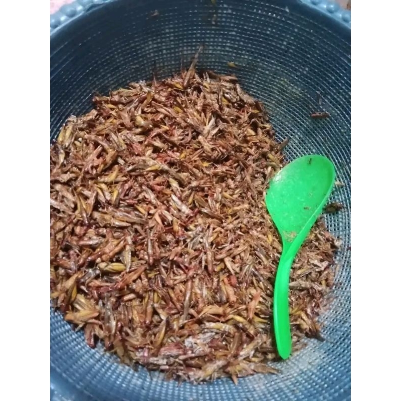 

Belalang Goreng