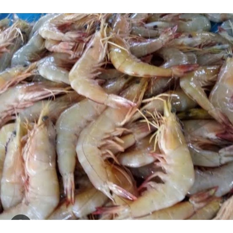 

500g Udang Lautt / pampang online