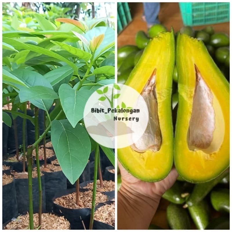

Alpukat Bo Khong Ten / BK 10