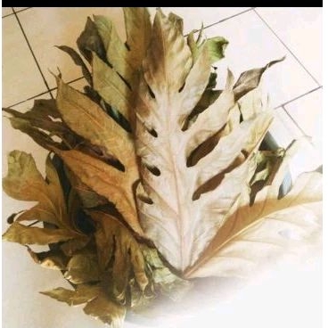 

Daun sukun kering isi 25 lembar
