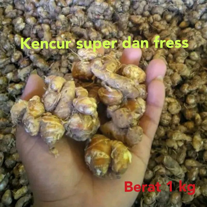 

1 kg kencur super fresh baru tua dan wangi