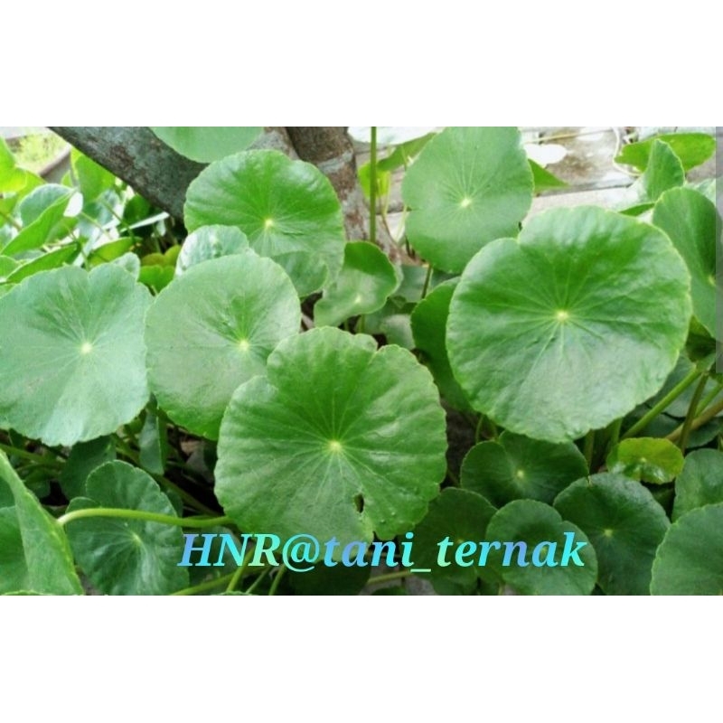 

Daun Pegagan Segar / Antanan Segar 100 gram organik, bisa untuk bibit