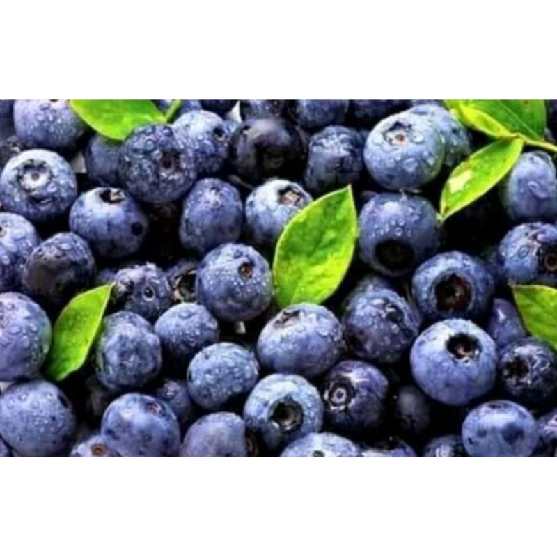 

Blueberry Frozen Import / Blueberry Frozen / Blueberry Beku 500gr