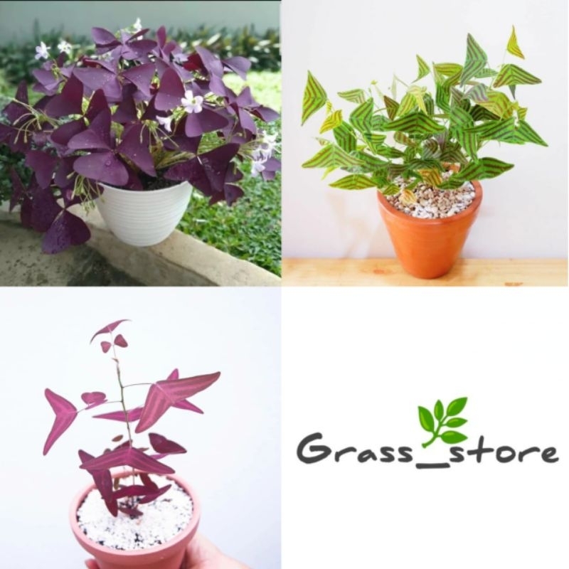 PROMO PAKET HEMAT 3 Jenis Tanaman Hias Oxalis Ungu - Oxalis Batik Hijau - Oxalis Batik Merah