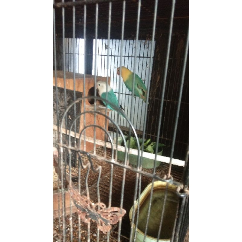 Sepasang LoveBrid indukan Biola Blue dan PB Biola Split Pf Produksi Durasi Panjang