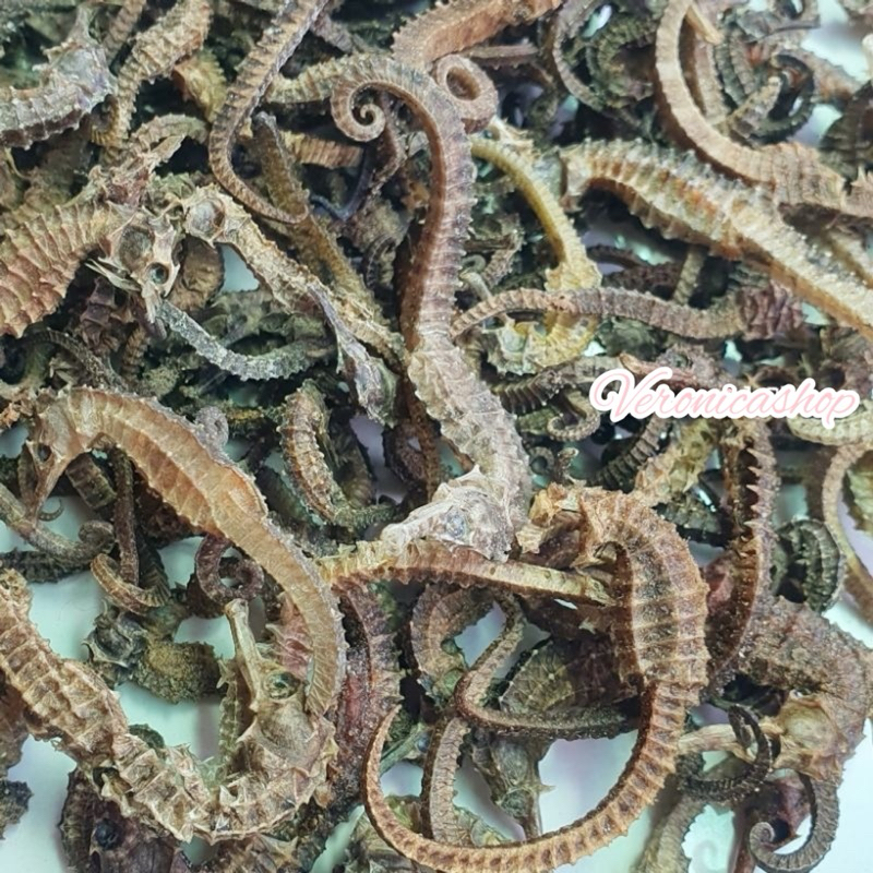 

KL HAI MA ( BS ) 10 GRAM KERING SUPER HERBAL OBAT KESUBURAN PRIA WANITA HAIMA HAI MA 海马 GINSENG RENDAMAN PIL KAPSUL NAGA LAUT SEAHORSE TERIPANG HAISOM SIRIP IKAN HISIT PENAMBAH STAMINA KUAT PERUT IKAN HUPIO GELEMBUNG SUBUR KOREA CINA AMERIKA 1 KILO BESAR