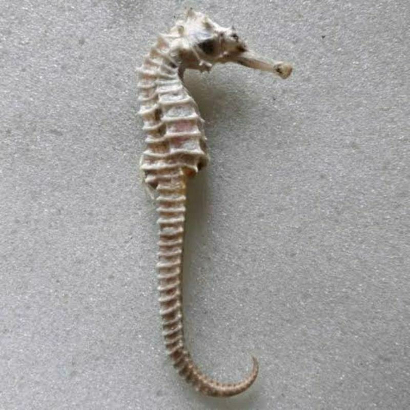 

KUDA LAUT JOSS ORIGINAL BERKUALITAS