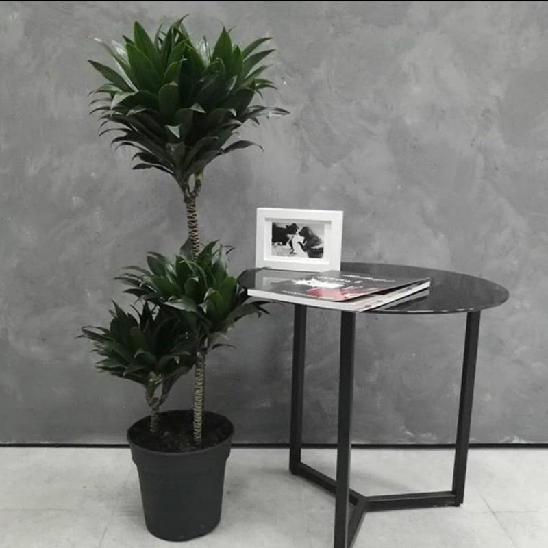 TERLARIS (BISA COD)PAKET 3 TANAMAN HIAS DRACAENA COMPACTA / JANET CRAIG