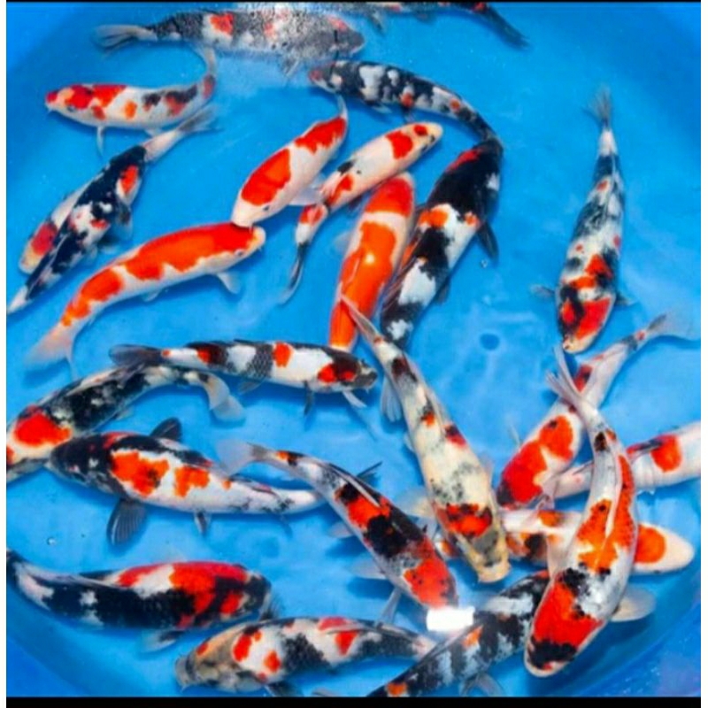 

paket 4 ekor koi mix grade A ukuran 15-20cm