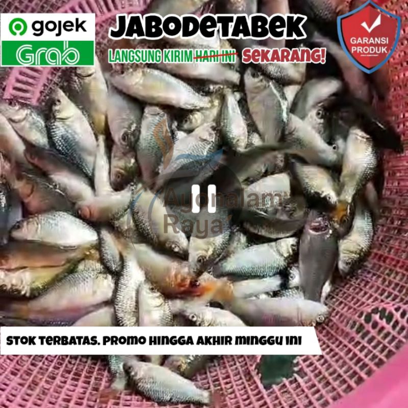 Bibit Ikan Mas Konsumsi Jumbo Hidup Terdekat