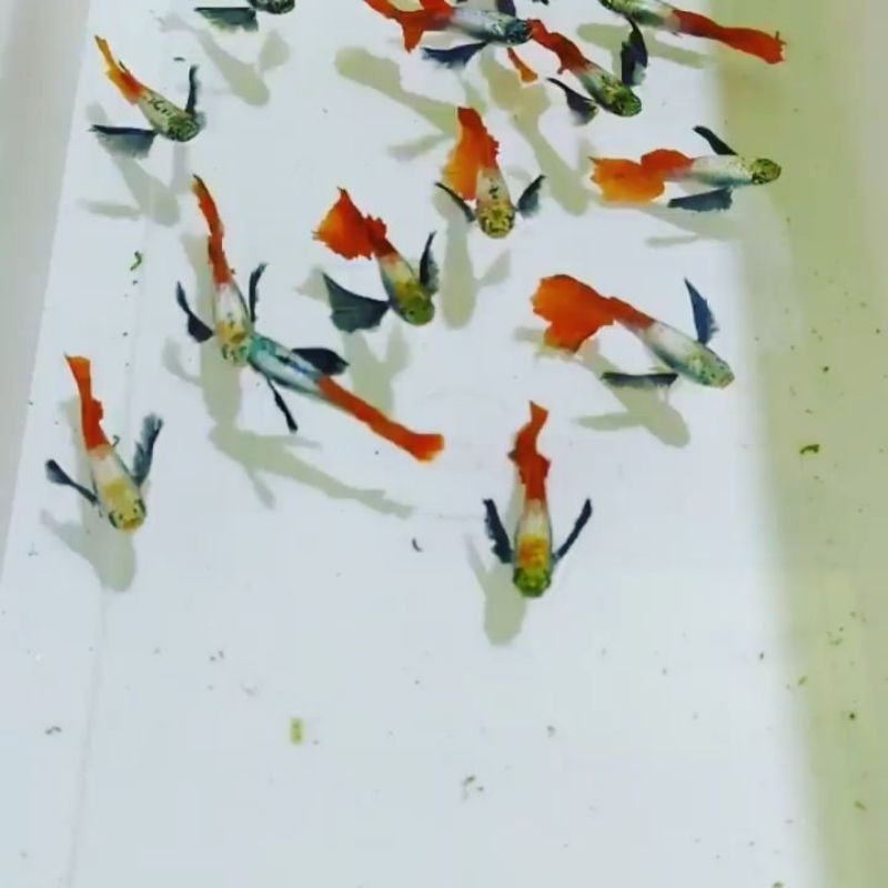 Ikan Guppy Platinum Red Tail Dumbo ear (PRTD)