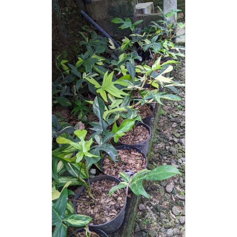 Florida beauty variegata