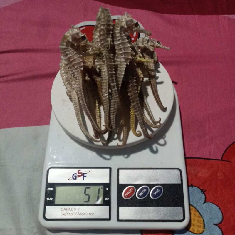 

KL uk BESAR 50gr Asli dari Laut Jawa