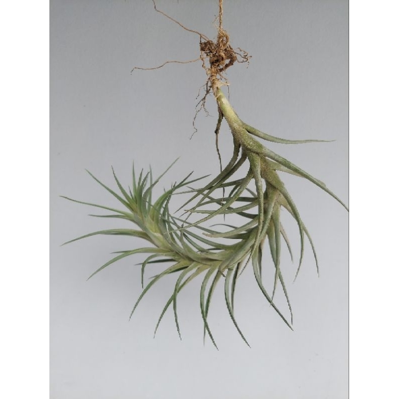 Tillandsia Bergeri