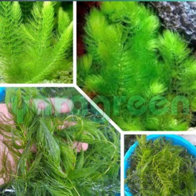 ganggang air hijau media burayak tanaman air