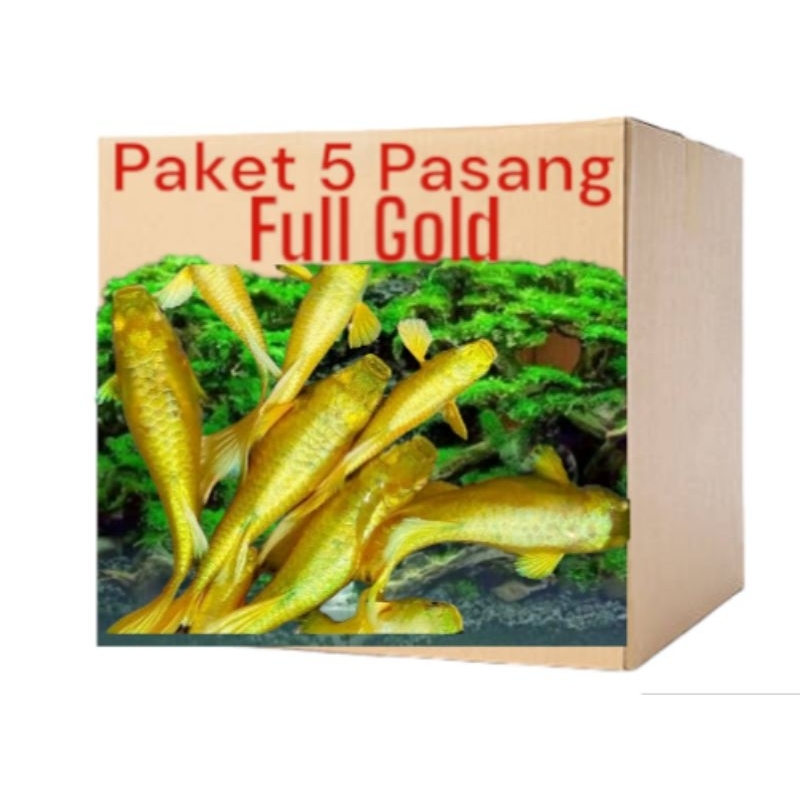 

Kardus box merk guppy full gold 24 K paket 5pasang