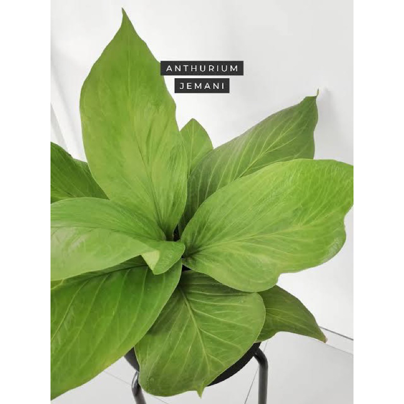 Tanaman Hias Anthurium Jemani King Cobra / Anthurium Jemani Cobra / Tanaman Hidup Anthurium Jemani M