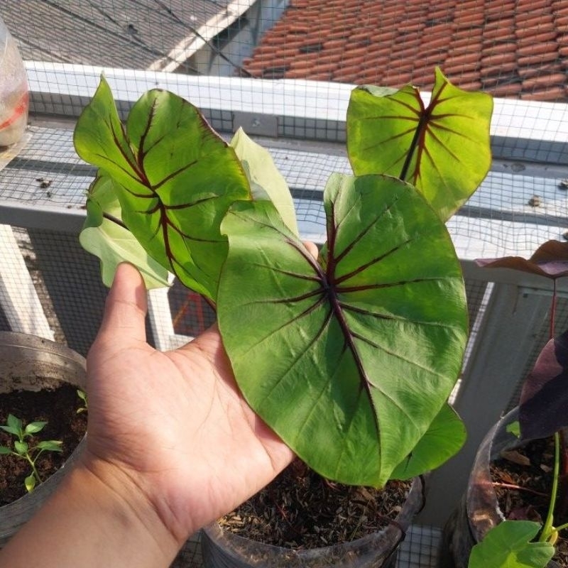 colocasia paraoh mask