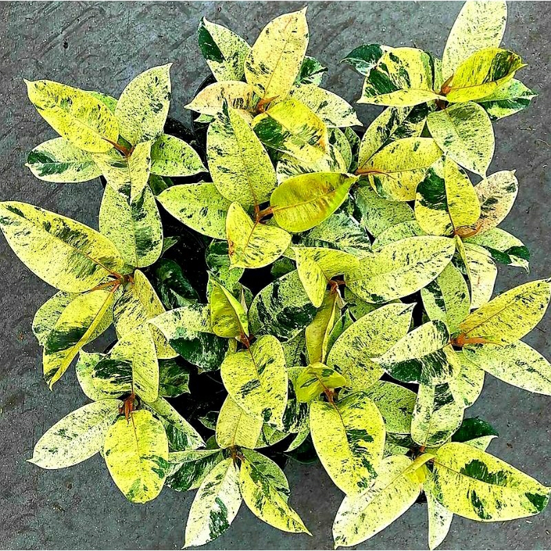 FICUS SHIVEREANA Elastica Tanaman Hias dan Dekorasi