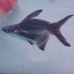 

IKAN PATIN SHORT BODY / PANGASIUS SHORT BODY / PATIN SB