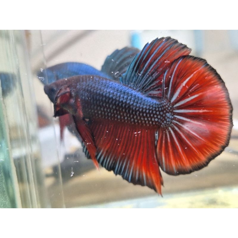 giant hmpk besgel undersuju