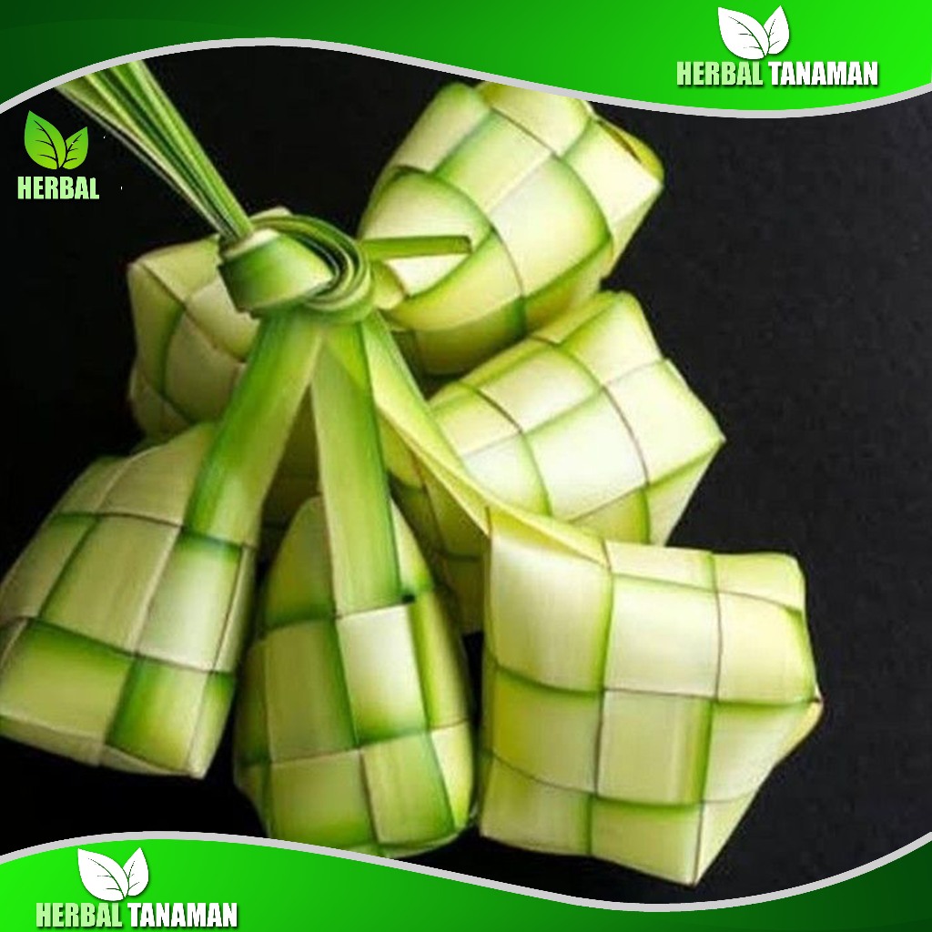 Janur Kuning Cangkang Ketupat Sudah Jadi - Janur Kelapa - Ketupat Lebaran herbal tanaman