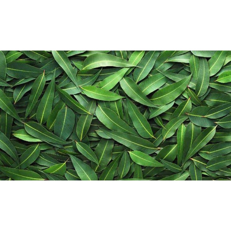 

daun eucalyptus fresh