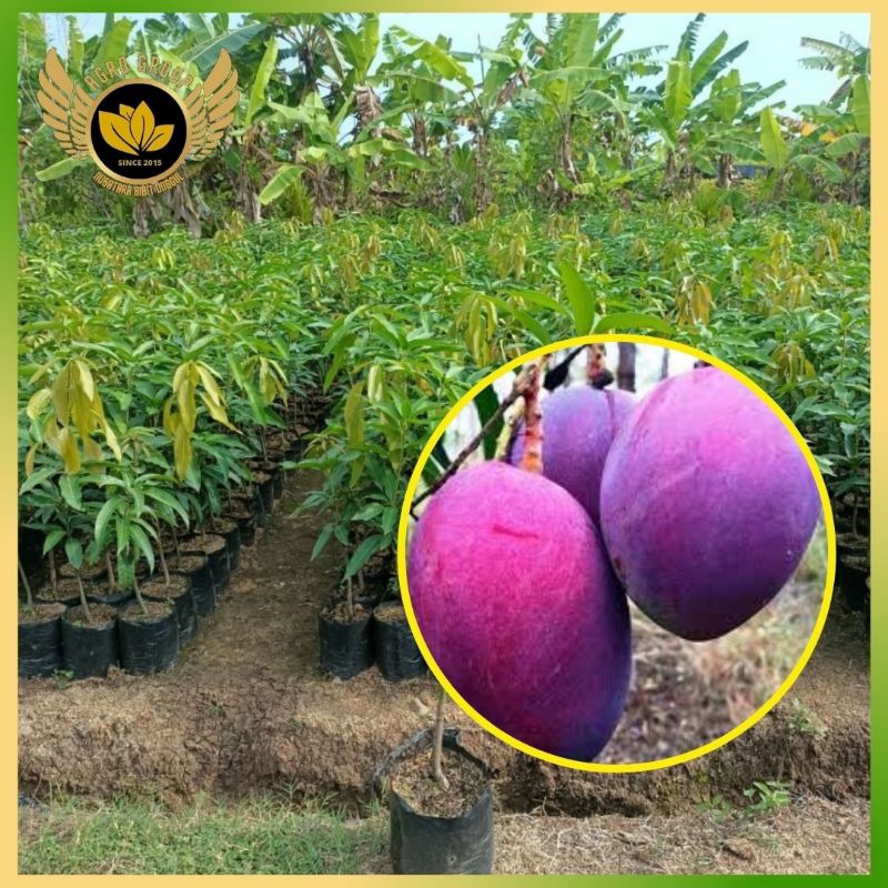 Bibit Mangga Irwin Asli Tanaman Sudah Okulasi Cepat Berbuah