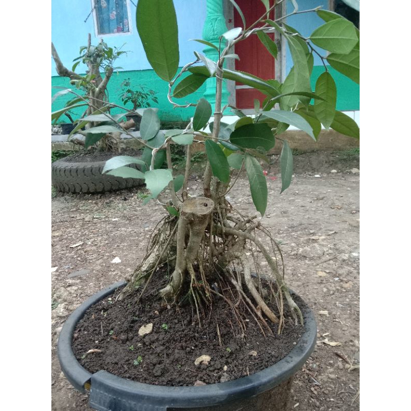 BONSAI dongkelan Bahan bonsai  pereng amplas putih