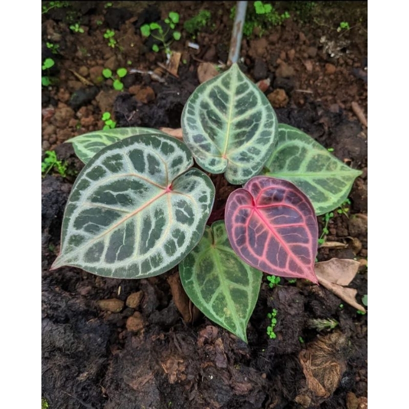 Tanaman Hias Anthurium Tiger Red-Anthurium Tiger Red 3-5 Daun
