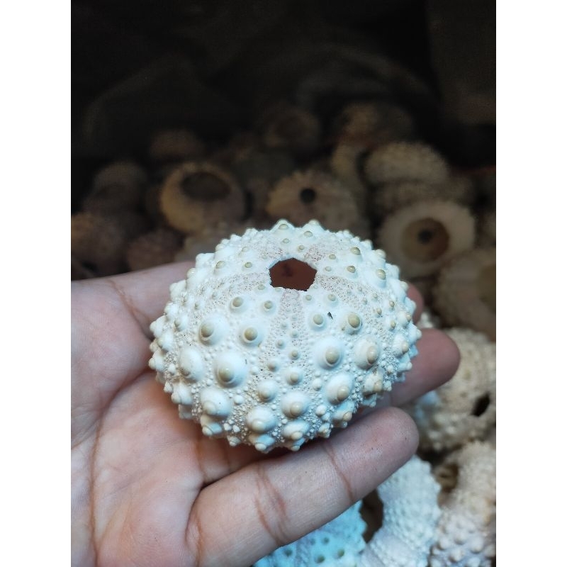 cangkang kerang - cangkang landak laut - harga satuan - cangkang bulu babi - bahan kerajinan - aseso