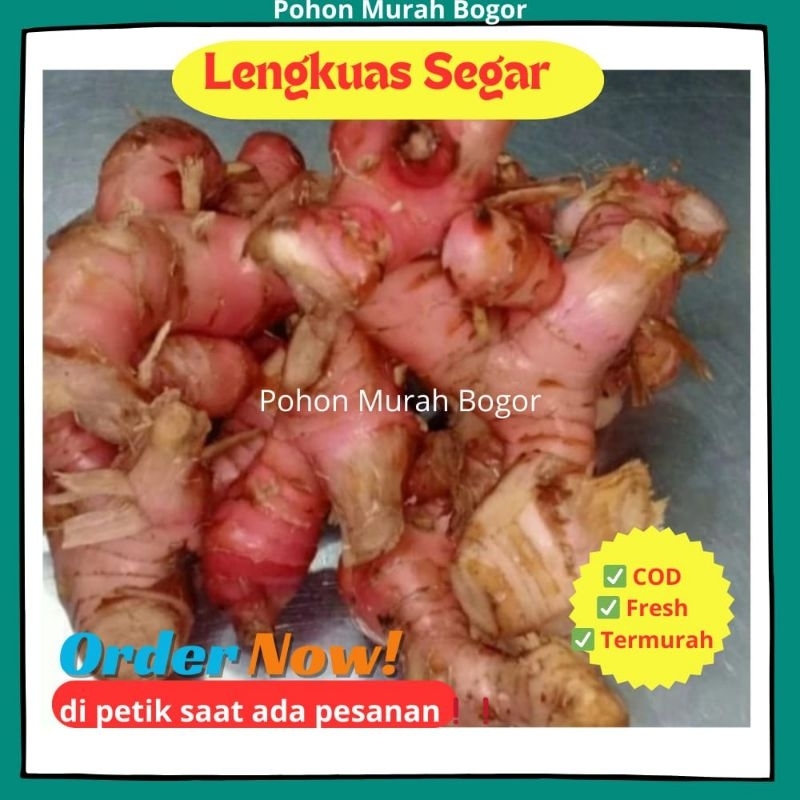 

TERBARU LENGKUAS 500 GRAM