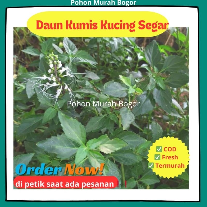 

TERLARIS daun kumis kucing segar 200 gram