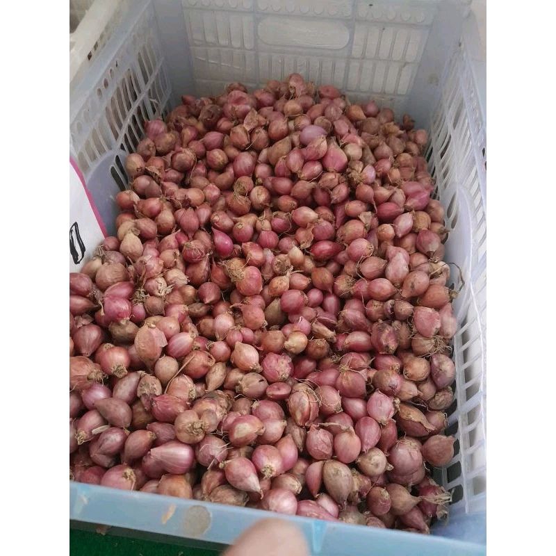 

1kg bawang merah probolinggo baru panen petani lokal murah