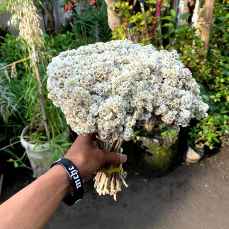 (PROMO) IKAT BESAR BUNGA EDELWEIS | JUMBO EDELWEIS | BUNGA EDELWEIS BROMO | EDELWEIS | EDELWEISS |BU