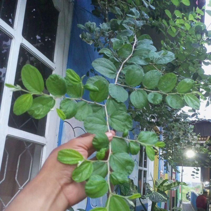 

Daun Bidara
