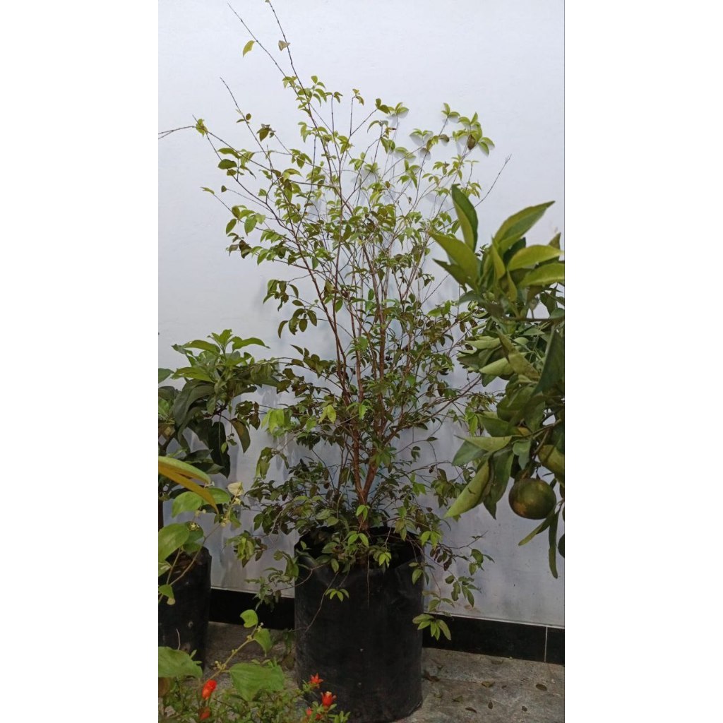 BIBIT ANGGUR brazil SUDAH BERBUAH SPESIAL LIVE 20.20