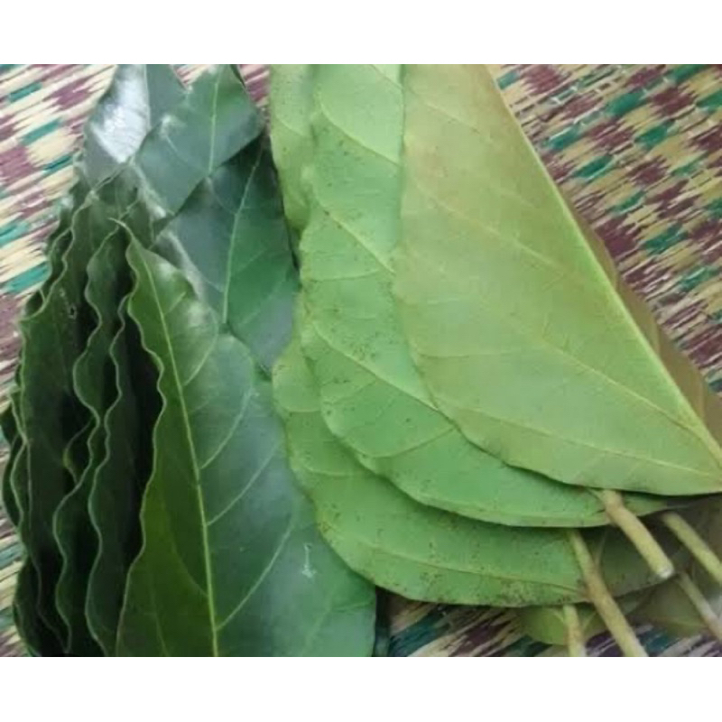 

Daun kemiri segar petik langsung 500 gram