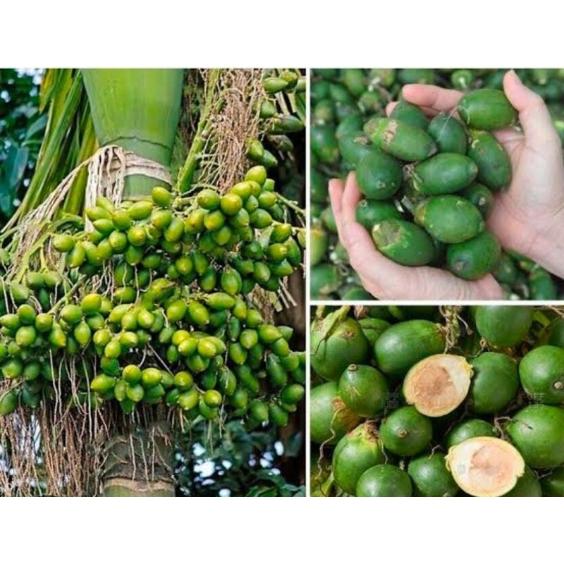 

Buah Jambe Pinang Muda 1 Kg Baru Petik Murah Segar Obat Herbal Tradisional