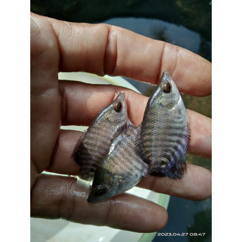 paketan 10 jGurame soang Jempolan +pelet