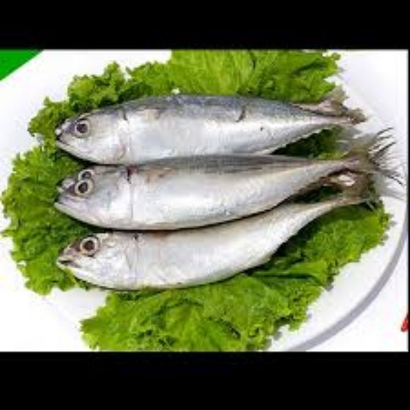 

ikan kembung banjar