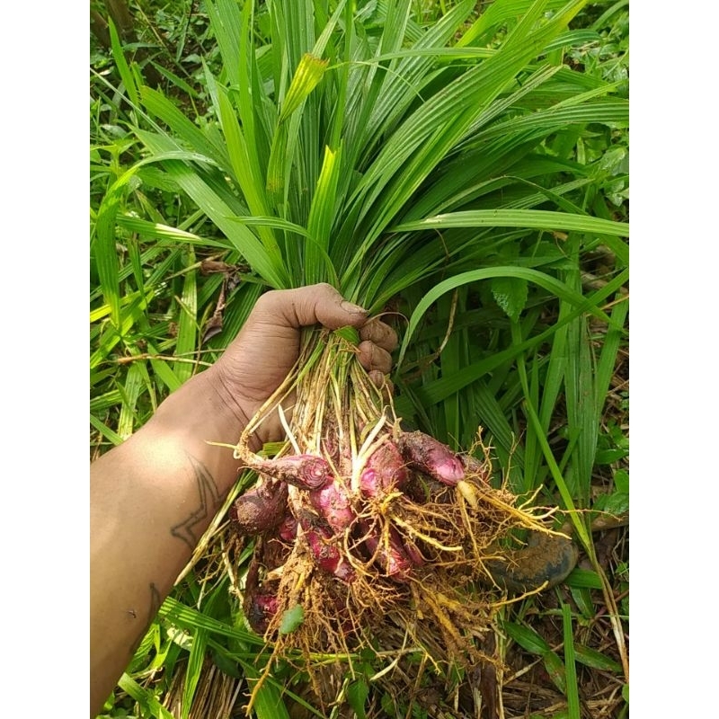 

paket kumplit bawang dayak baru ambil langsung untuk per (1KG) sama daun akar nya